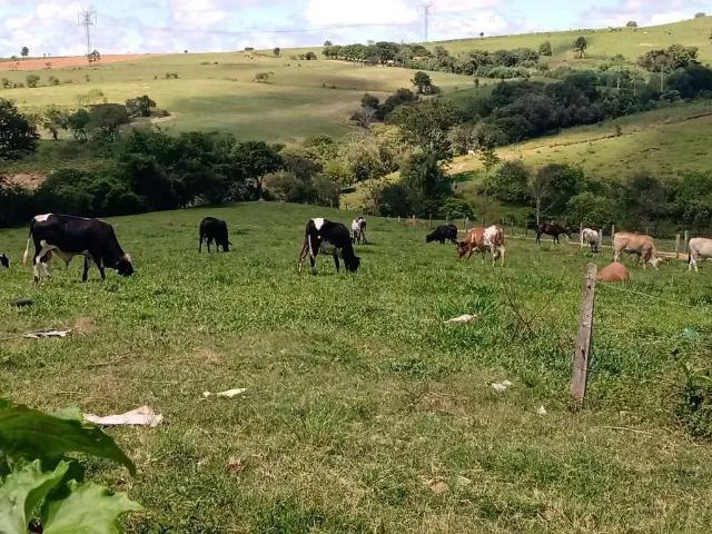Sítio e chácara venda em Região Imediata de Mogi Guaçu, Região Sudeste