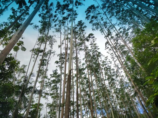 Sítio e chácara venda em Região Geográfica Imediata de Florianópolis, Antônio Carlos