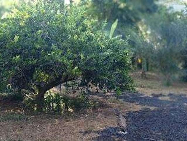 Sítio e chácara venda em Região Geográfica Imediata de Ipatinga, Antônio Dias