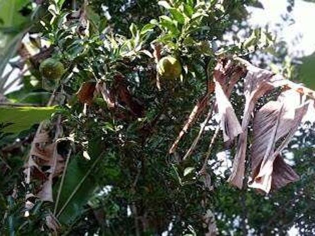 Sítio e chácara venda em Região Geográfica Imediata de Ipatinga, Antônio Dias