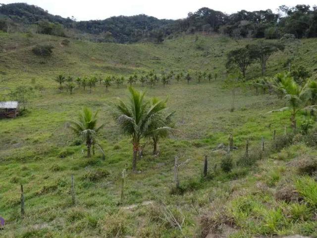 Sítio e chácara venda em Região Geográfica Imediata de Ipatinga, Antônio Dias