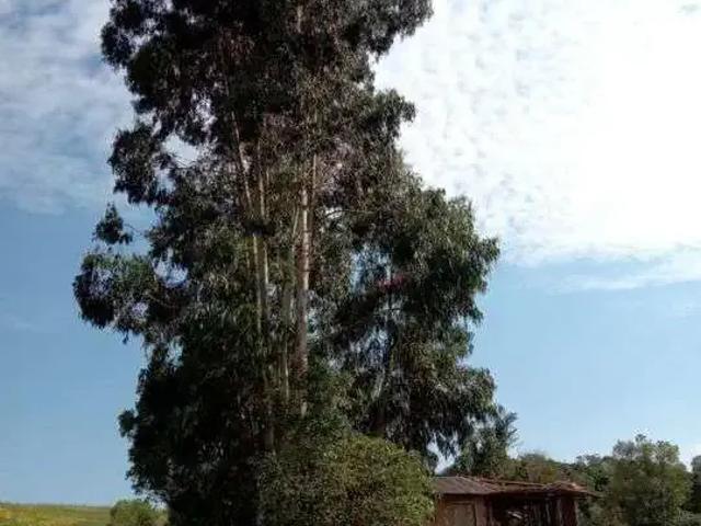 Sítio e chácara venda em Região Geográfica Imediata de Guarapuava, Cantagalo