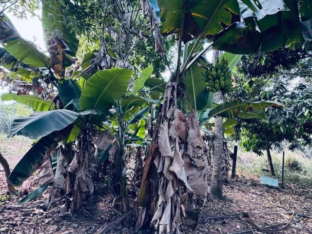 Sítio e chácara venda em Jardim São Conrado, Aparecida de Goiânia