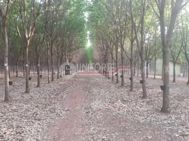 Sítio e chácara venda em Região Geográfica Imediata de Anápolis, Anápolis