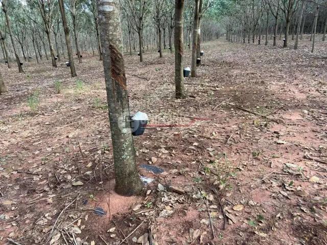 Sítio e chácara venda em Região Geográfica Imediata de Anápolis, Anápolis