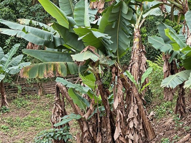 Sítio e chácara venda em Araçariguama