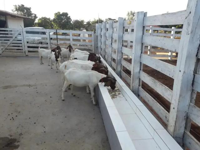 Sítio e chácara venda em Campo Alegre do Fidalgo, Região Nordeste