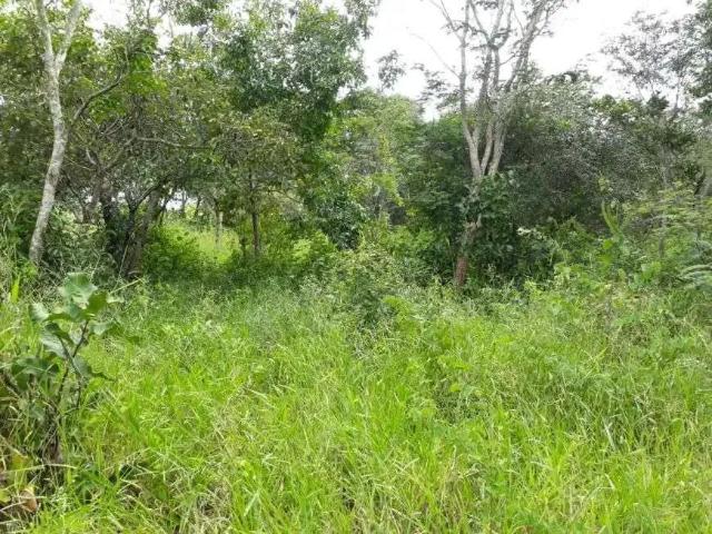 Sítio e chácara venda em Região Geográfica Imediata de Goiânia, Aragoiânia