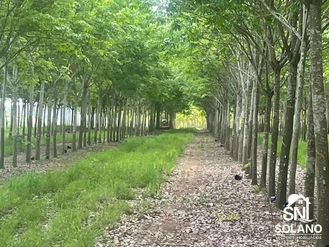 Sítio e chácara venda em Araguaína, Região Geográfica Intermediária de Araguaína