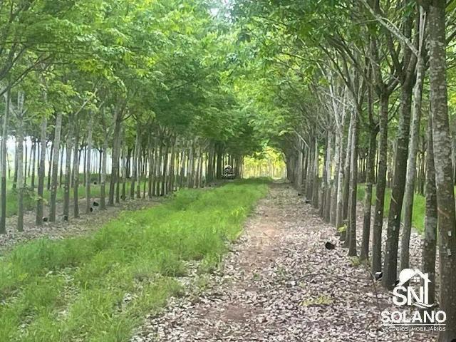 Sítio e chácara venda em Região Geográfica Imediata de Araguaína, Araguaína