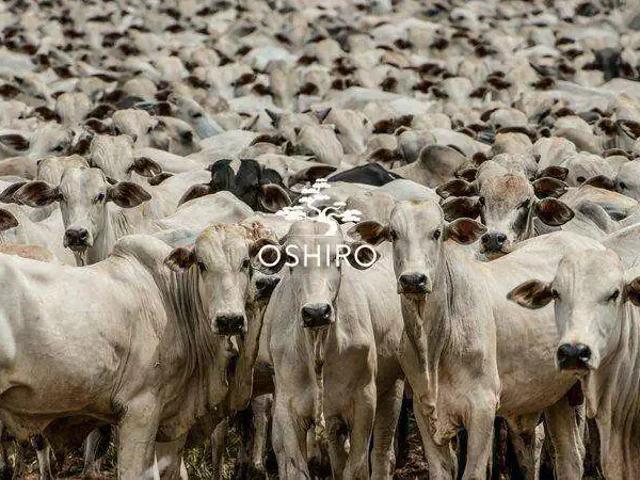 Sítio e chácara venda em Região Geográfica Imediata de Goiás - Itapuranga, Araguapaz