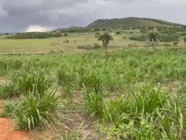Sítio e chácara venda em Região Geográfica Imediata de Arapiraca, Arapiraca