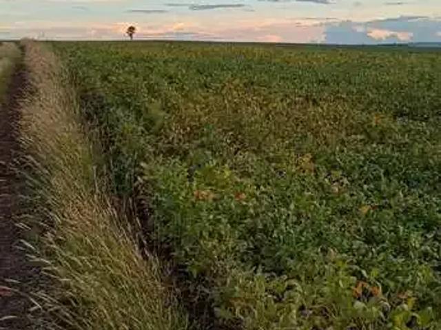 Sítio e chácara venda em Região Geográfica Imediata de Londrina, Arapongas