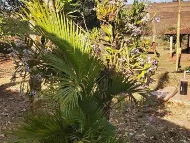Sítio e chácara venda em Região Imediata de Araraquara, Araraquara