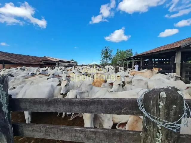 Sítio e chácara venda em Região Geográfica Imediata de Cabo Frio, Araruama