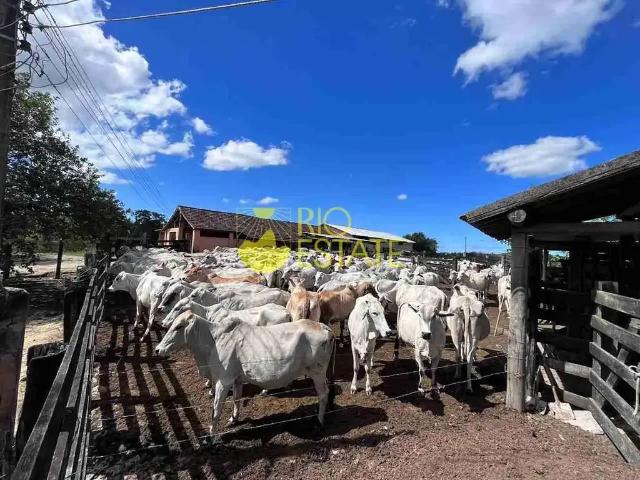 Sítio e chácara venda em Região Geográfica Imediata de Janaúba, Jaíba