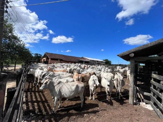 Sítio e chácara venda em Araruama, Região Geográfica Intermediária de Macaé-Rio das Ostras-Cabo Frio