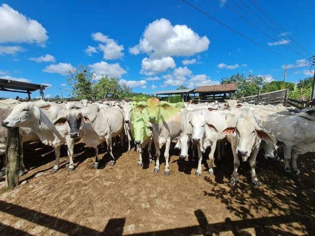 Sítio e chácara venda em São Vicente de Paula, Araruama