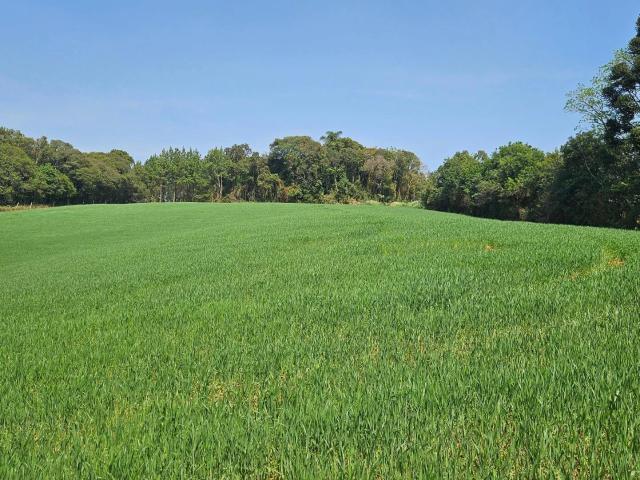 Sítio e chácara venda em Araucária, Região Geográfica Intermediária de Curitiba