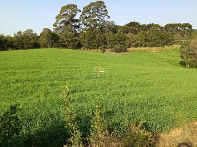 Sítio e chácara venda em Região Geográfica Imediata de Curitiba, Região Metropolitana de Curitiba
