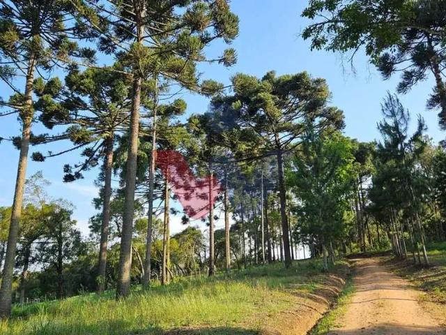 Sítio e chácara venda em Região Geográfica Imediata de Curitiba, Região Metropolitana de Curitiba