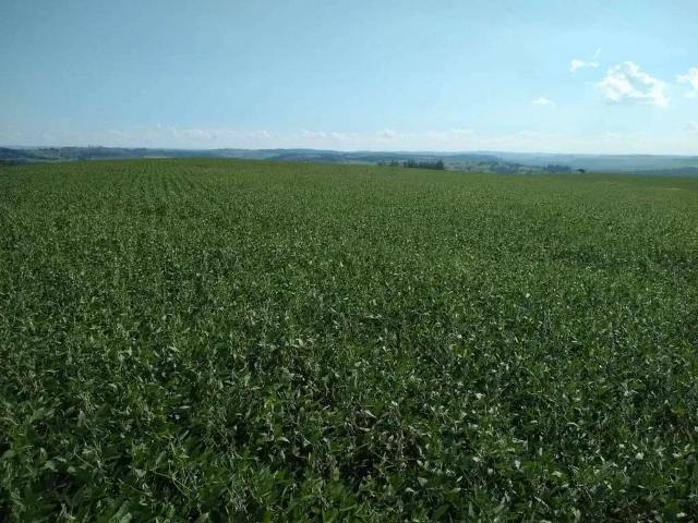 Sítio e chácara venda em Região Geográfica Imediata de Maringá, Maringá