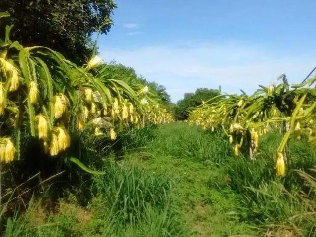 Sítio e chácara venda em Região Imediata de Araçatuba, Auriflama