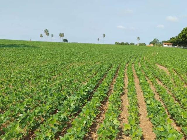 Sítio e chácara venda em Região Imediata de Avaré, Avaré