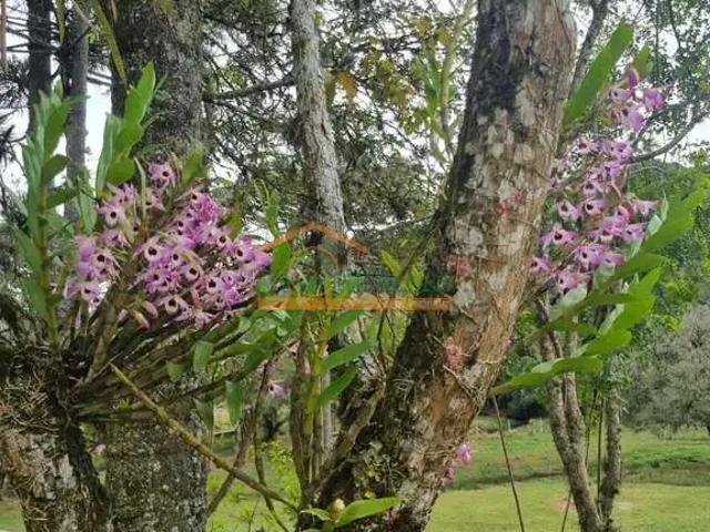 Sítio e chácara venda em Região Geográfica Imediata de Curitiba, Região Metropolitana de Curitiba