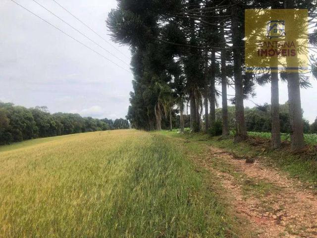 Sítio e chácara venda em Região Geográfica Imediata de Curitiba, Região Metropolitana de Curitiba