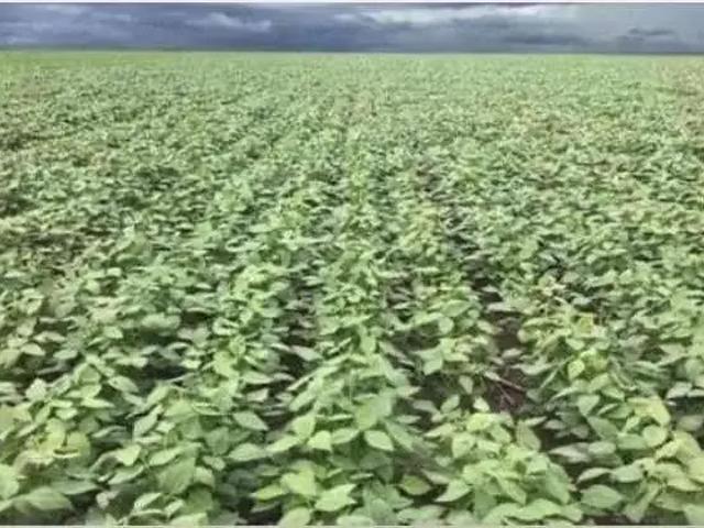 Sítio e chácara venda em Balsas, Região Nordeste