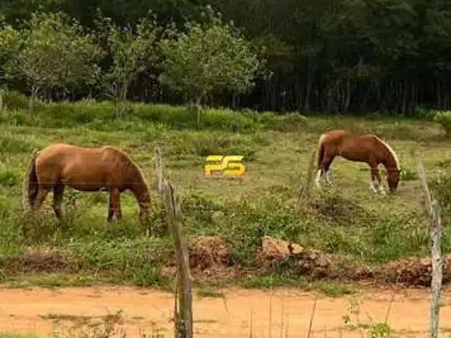 Sítio e chácara venda em Região Geográfica Imediata de Guarabira, Bananeiras