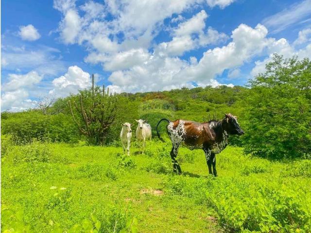 Sítio e chácara venda em Parque Ileana, Varginha
