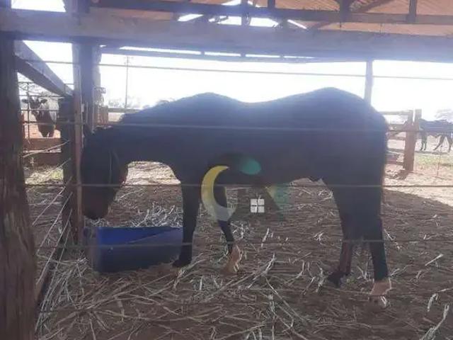 Sítio e chácara venda em Região Imediata de Barretos, Barretos