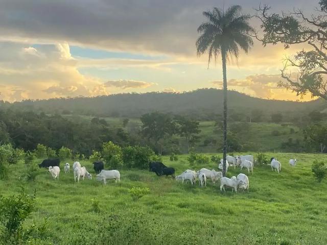 Sítio e chácara venda em Região Geográfica Imediata de Goiânia, Bela Vista de Goiás