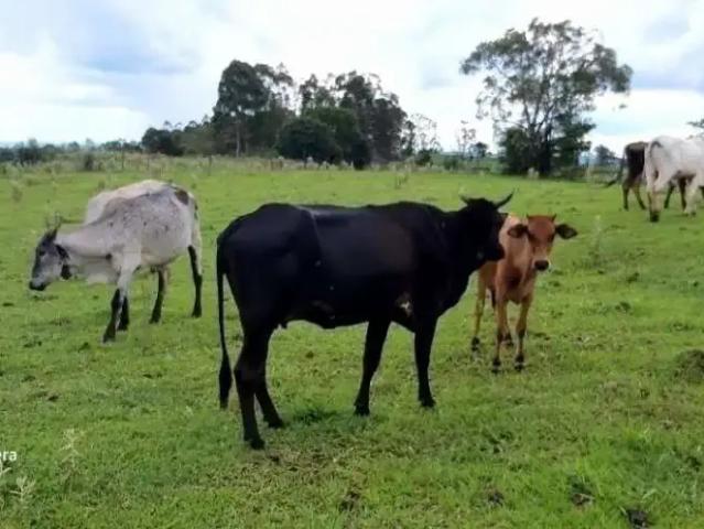 Sítio e chácara venda em Bela Vista do Paraíso, Paraná