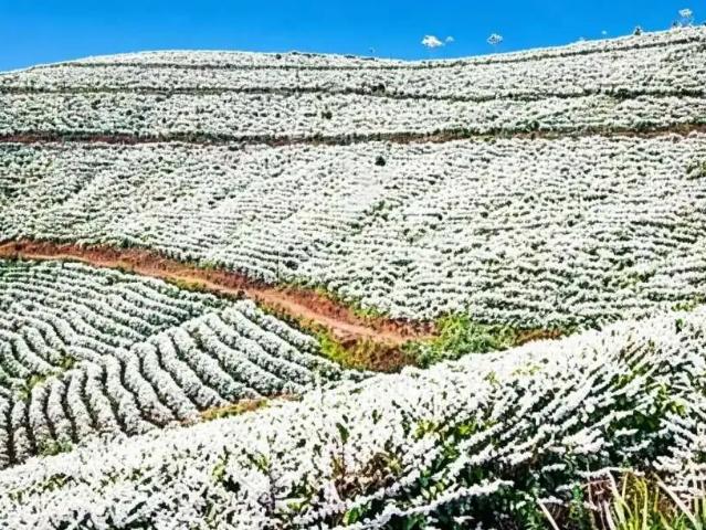 Sítio e chácara venda em Região Geográfica Imediata de Belo Horizonte, Região Metropolitana de Belo Horizonte