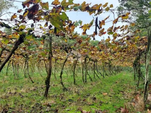 Sítio e chácara venda em Vila Municipal, Bento Gonçalves