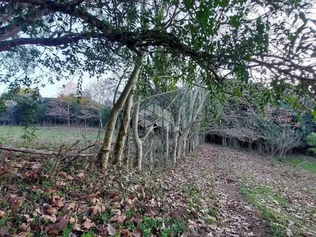 Sítio e chácara venda em Vale dos Vinhedos, Bento Gonçalves