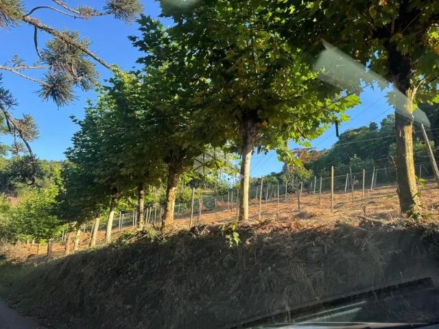 Sítio e chácara venda em Tuiuty, Bento Gonçalves