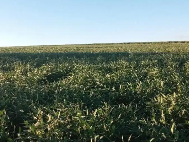 Sítio e chácara venda em Jardim Pinheiros, Birigui