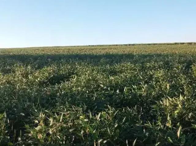 Sítio e chácara venda em Região Imediata de Birigui-Penápolis, Birigui
