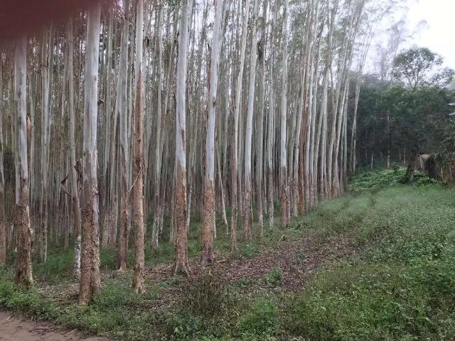 Sítio e chácara venda em Biritiba Mirim