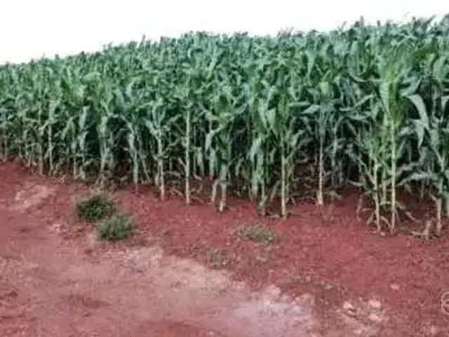 Sítio e chácara venda em Região Geográfica Imediata de Curitiba, Região Metropolitana de Curitiba