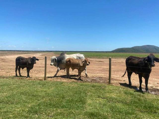 Sítio e chácara venda em Região Geográfica Imediata de Boa Vista, Boa Vista