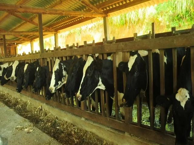 Sítio e chácara venda em Região Geográfica Imediata de Juiz de Fora, Bocaina de Minas