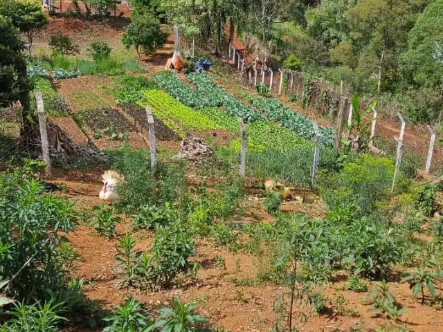 Sítio e chácara venda em Região Geográfica Imediata de Curitiba, Região Metropolitana de Curitiba