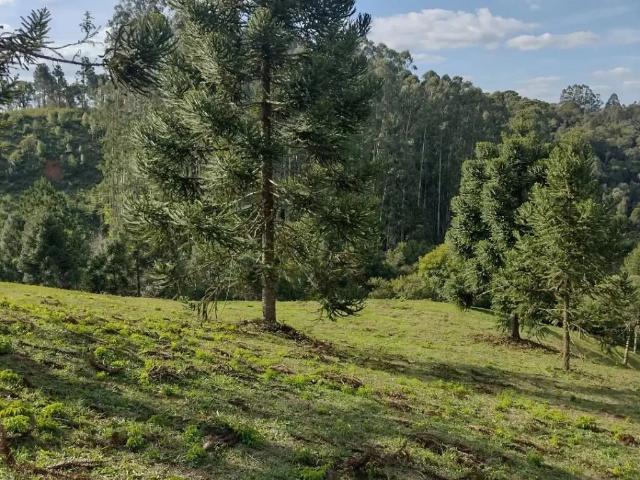 Sítio e chácara venda em Região Geográfica Imediata de Curitiba, Região Metropolitana de Curitiba