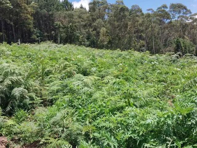 Sítio e chácara venda em Região Geográfica Imediata de Curitiba, Região Metropolitana de Curitiba