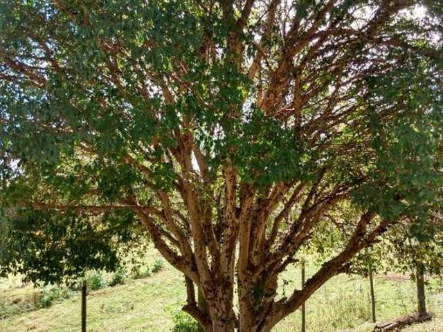 Sítio e chácara venda em Região Imediata de Bragança Paulista, Joanópolis